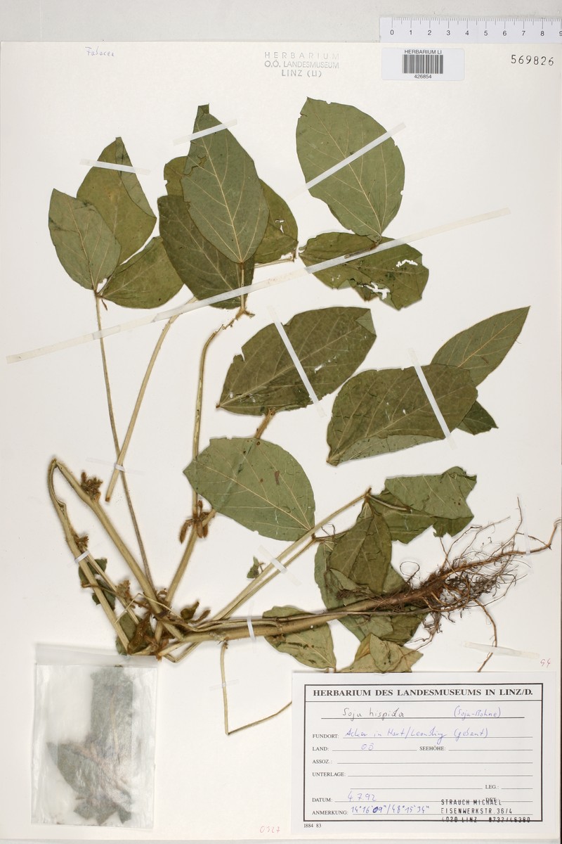 Glycine max subsp. max