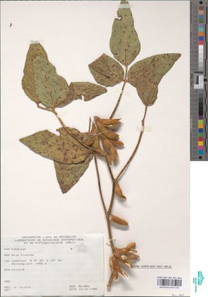 Glycine max subsp. max photo 2