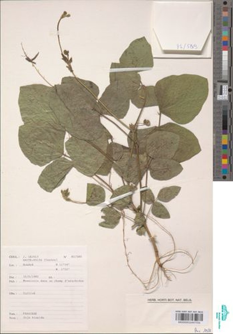 Glycine max subsp. max photo 3