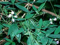 Glycine