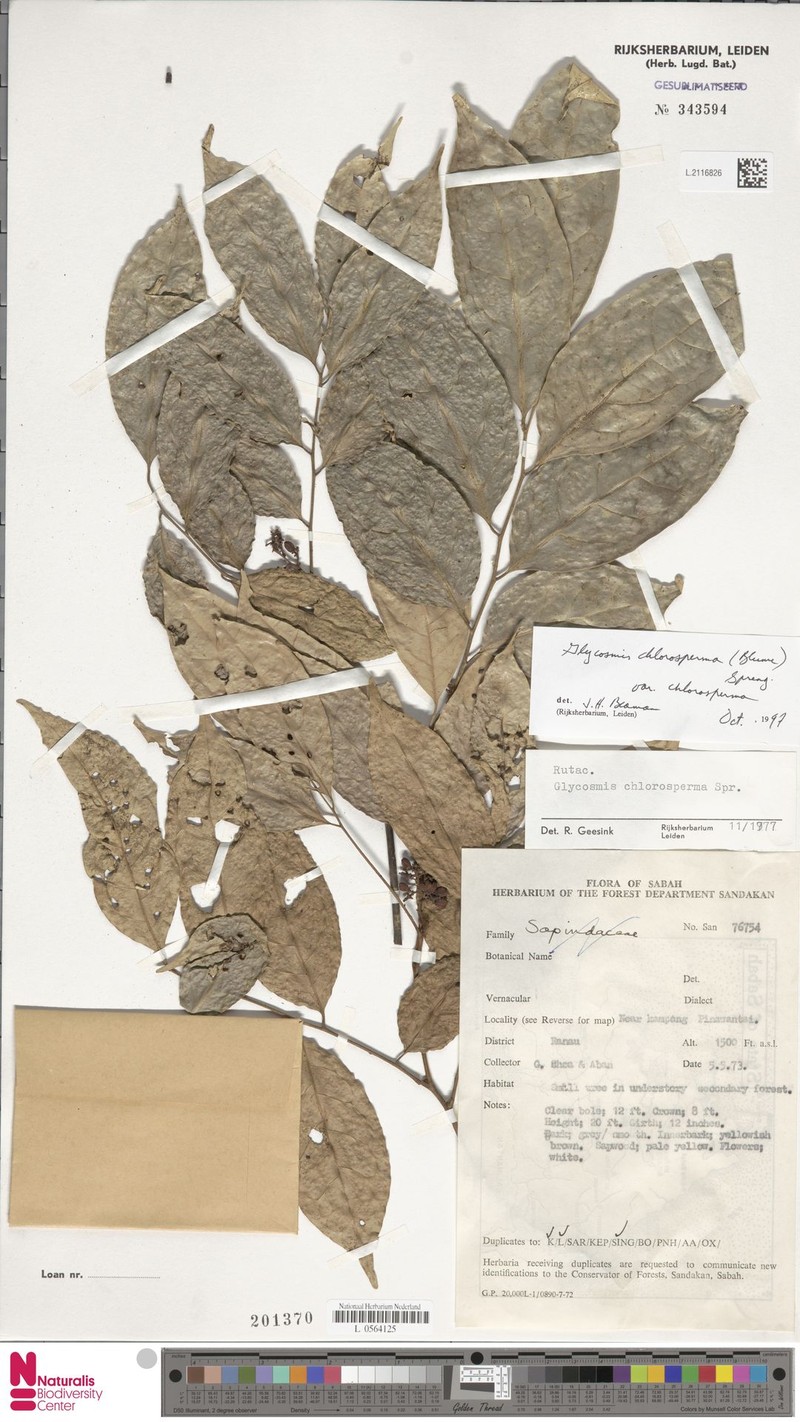 Glycosmis chlorosperma var. chlorosperma