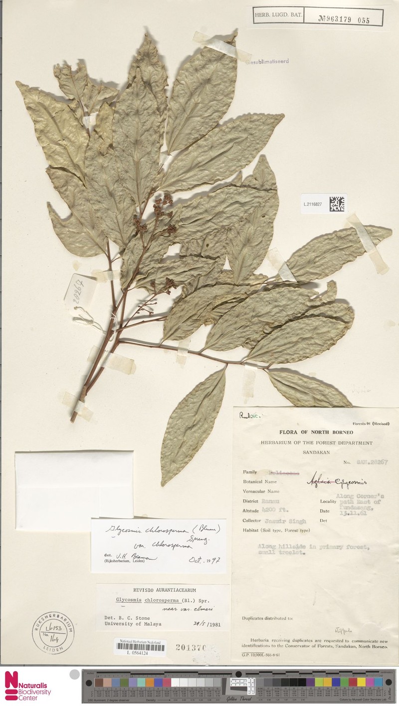 Glycosmis chlorosperma var. chlorosperma photo 2
