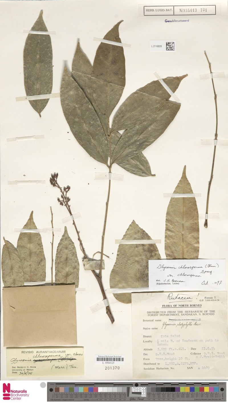Glycosmis chlorosperma var. chlorosperma photo 3