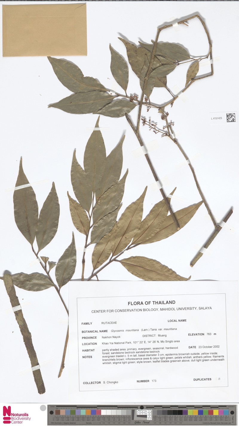 Glycosmis mauritiana var. mauritiana
