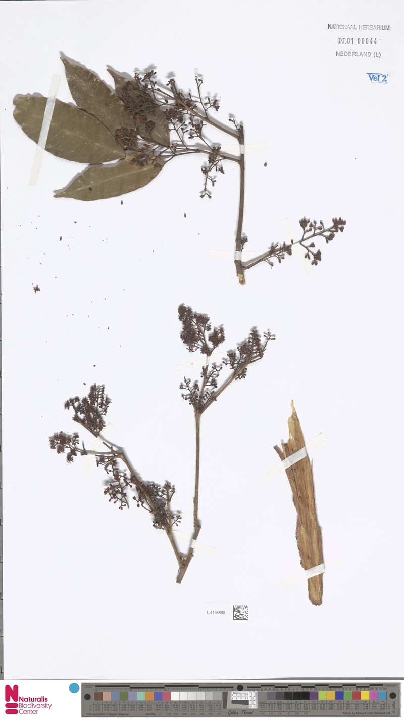 Glycosmis mauritiana var. mauritiana photo 2