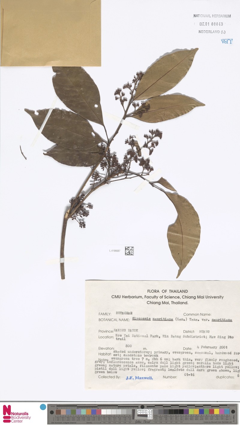 Glycosmis mauritiana var. mauritiana photo 3