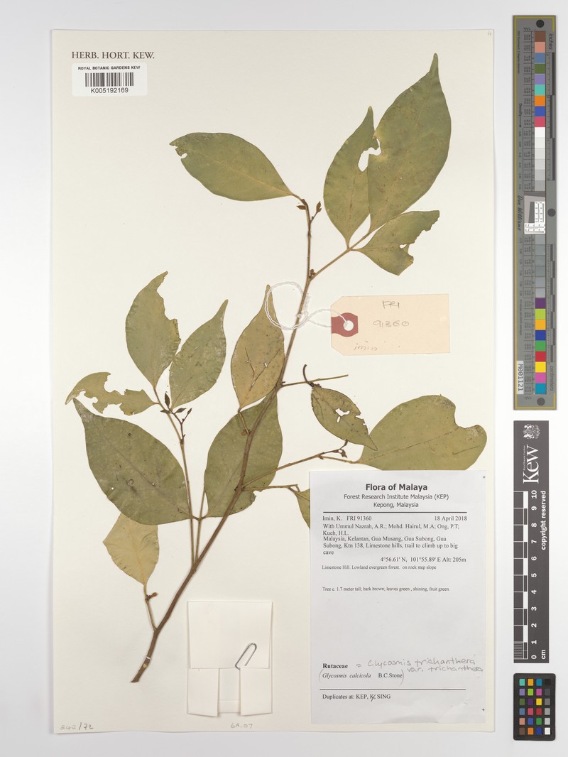 Glycosmis trichanthera var. trichanthera
