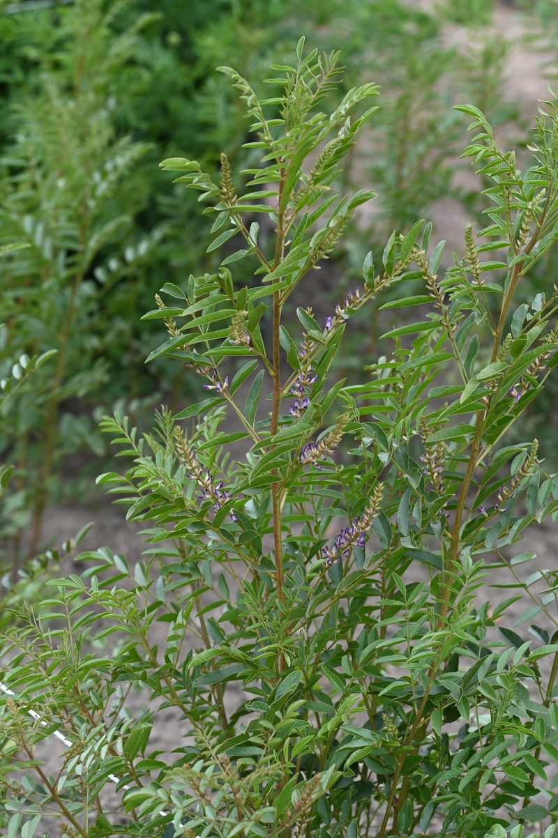 Cultivated Licorice photo 2