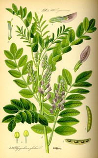 Cultivated Licorice
