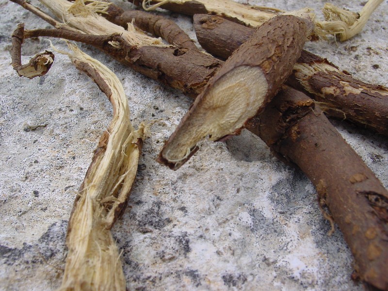 Cultivated Licorice photo 5