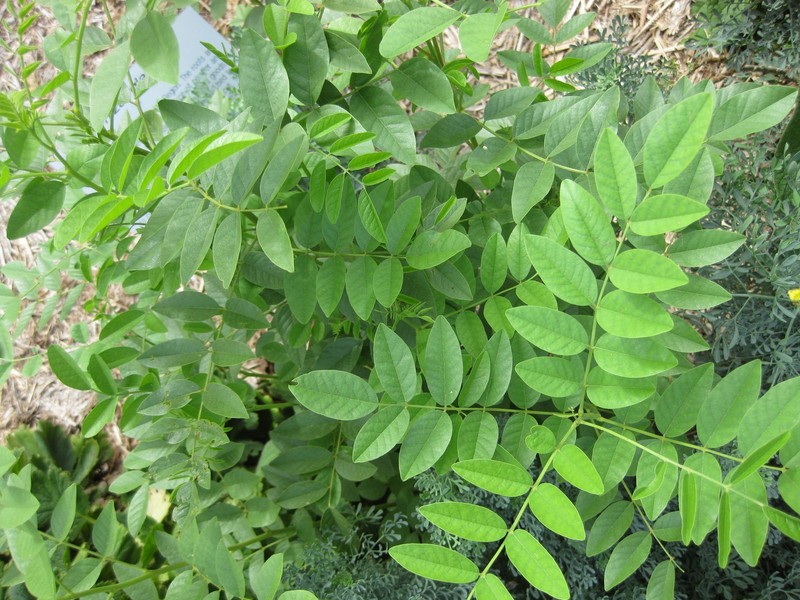 Cultivated Licorice photo 6