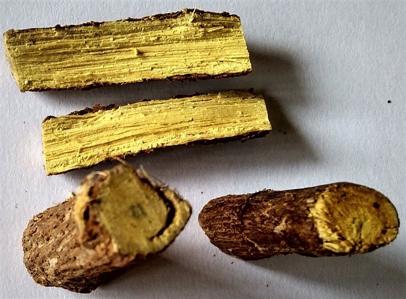 Cultivated Licorice photo 7