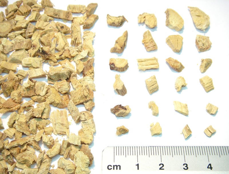 Cultivated Licorice photo 8