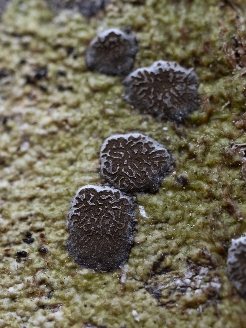 Glyphis Lichen