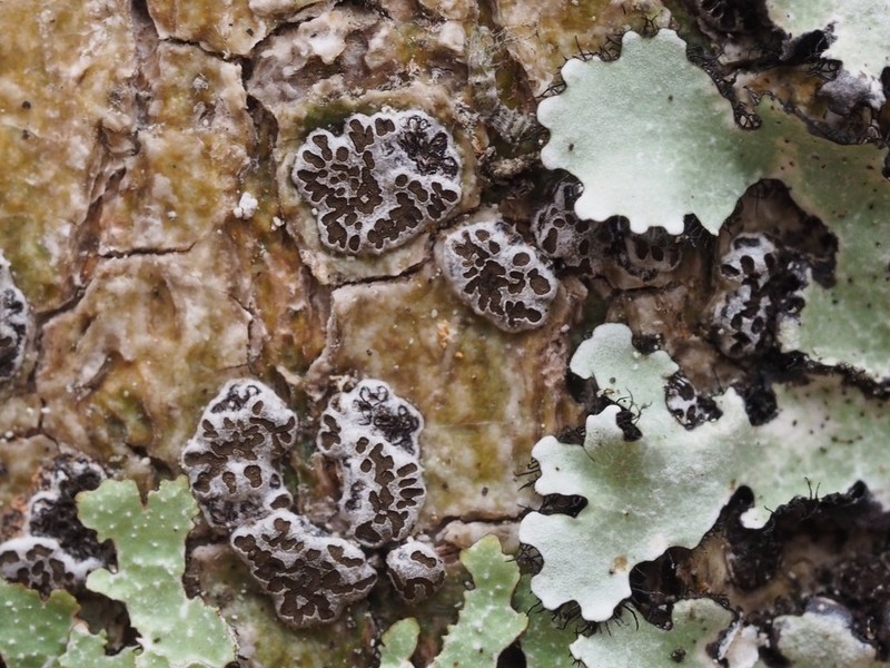 Glyphis Lichen