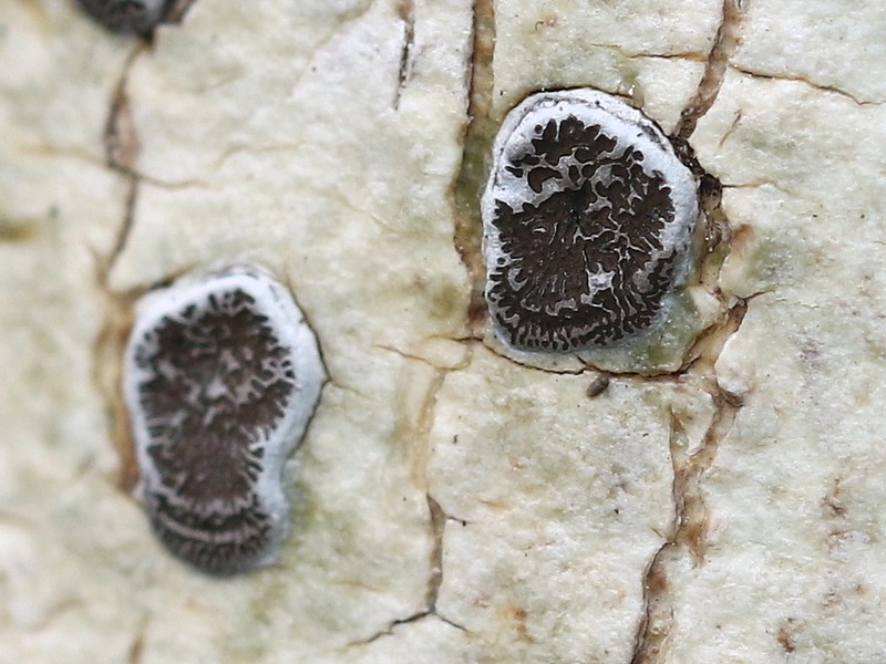 Glyphis Lichen photo 2