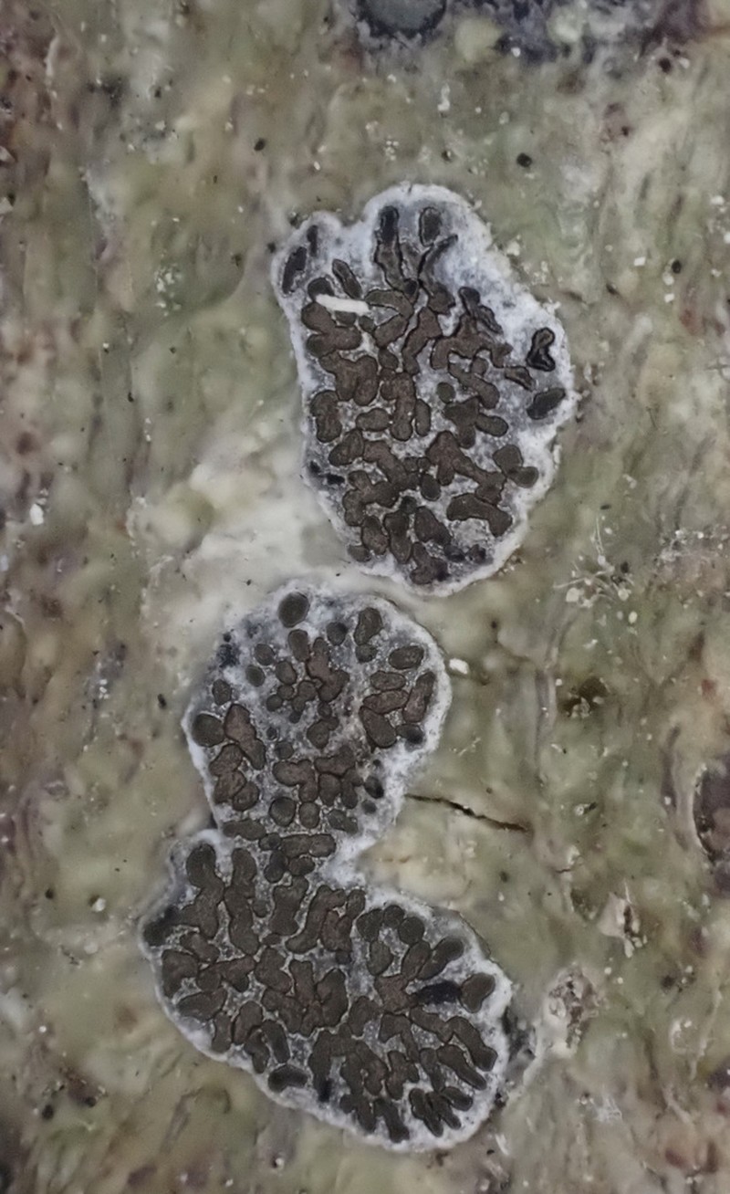 Glyphis Lichen photo 3