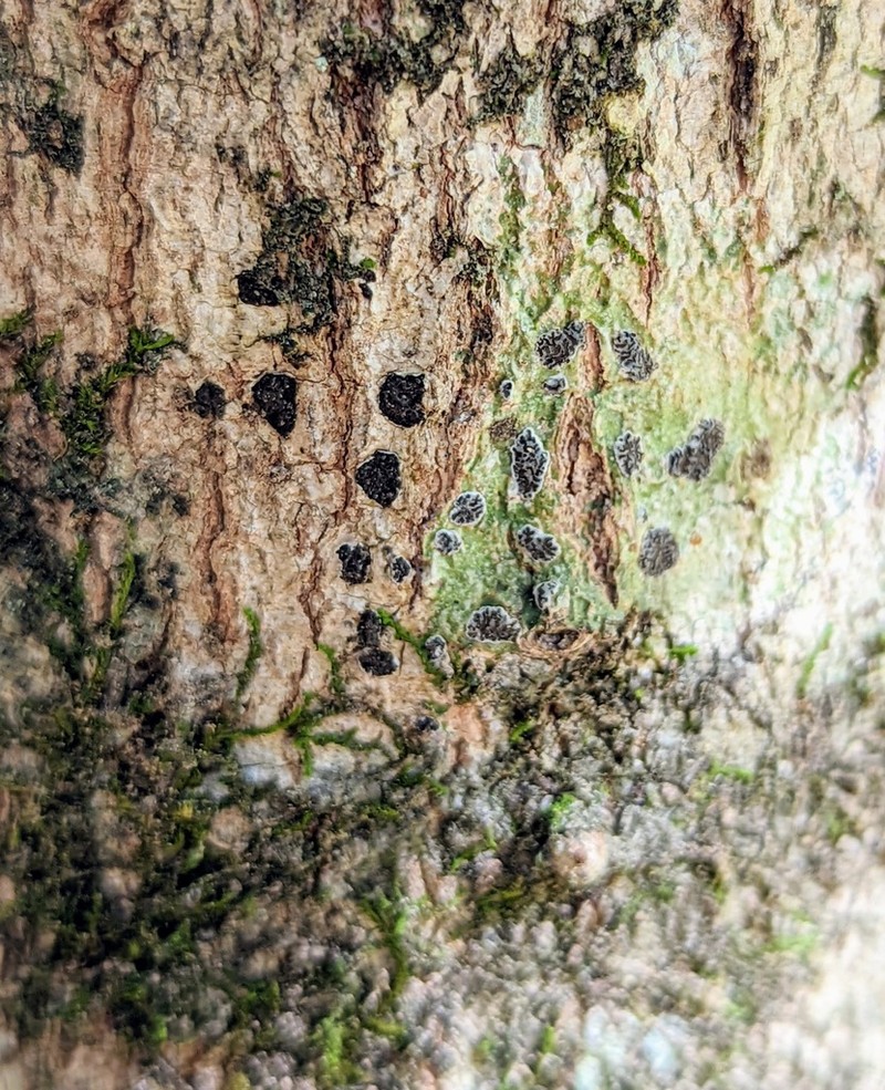 Glyphis Lichen photo 4
