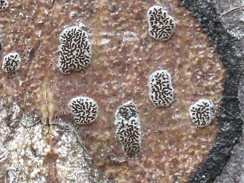Glyphis Lichen photo 5