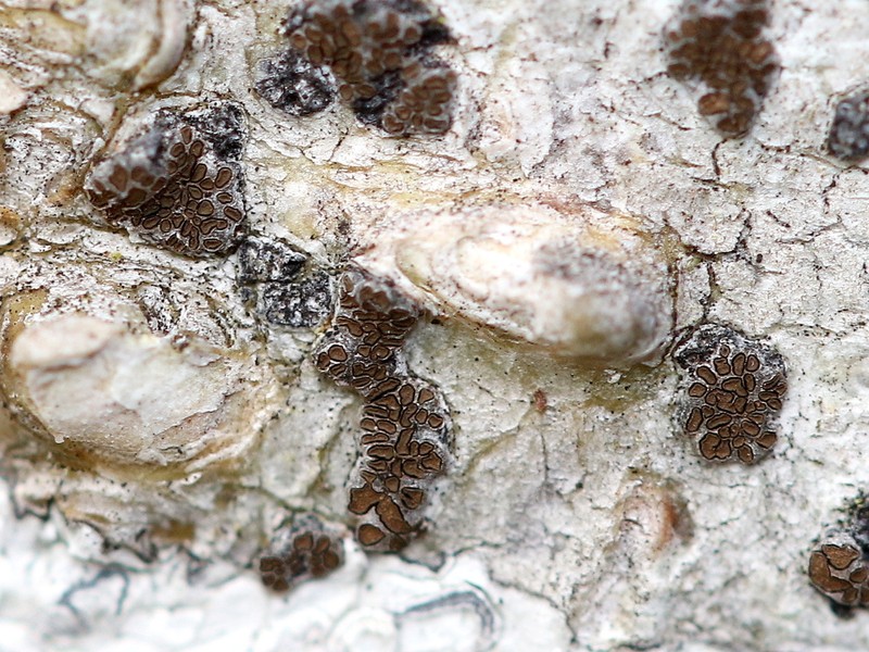 Glyphis Lichen photo 6