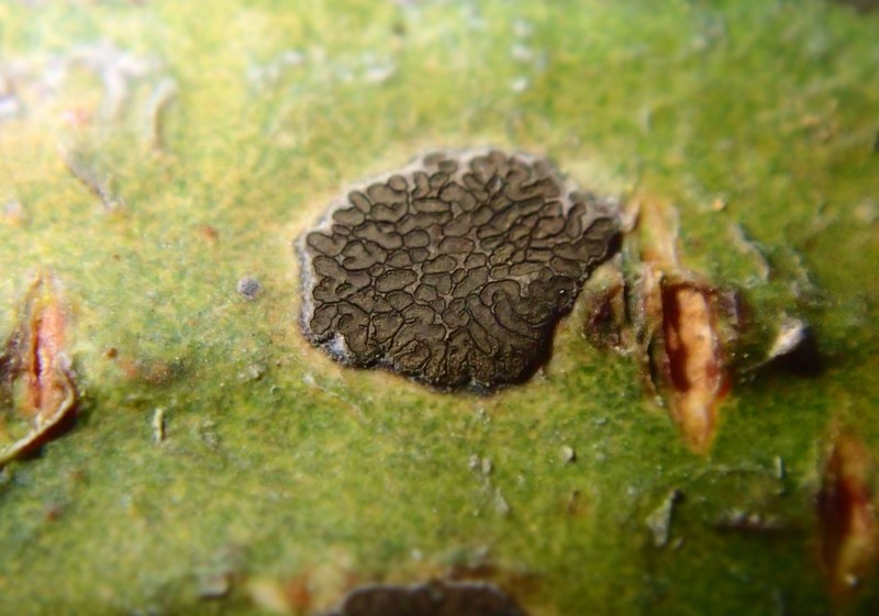 Glyphis Lichen photo 7