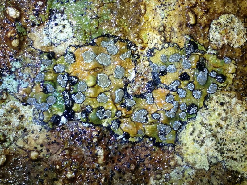 Glyphis Lichen photo 8