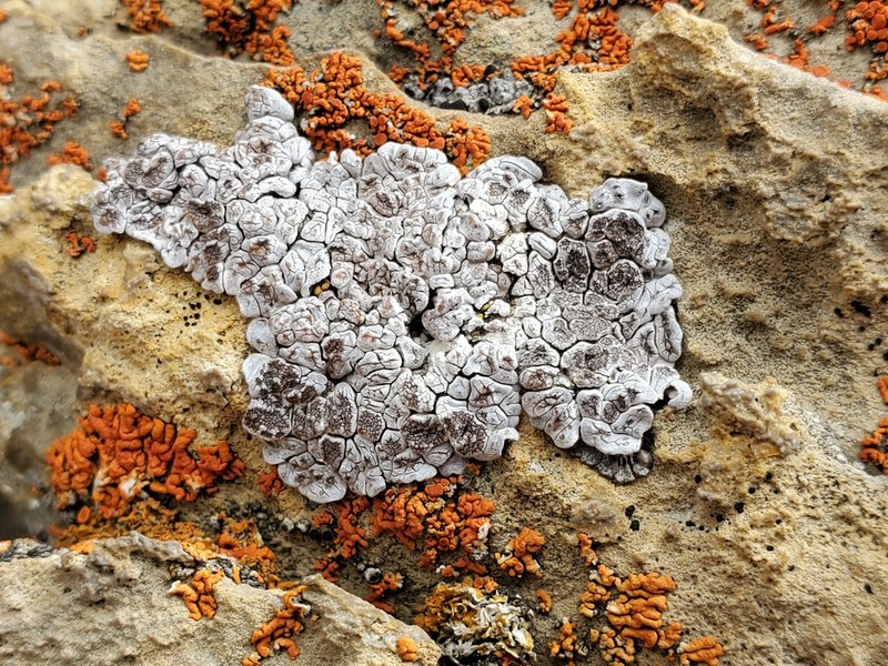 Glypholecia Lichen