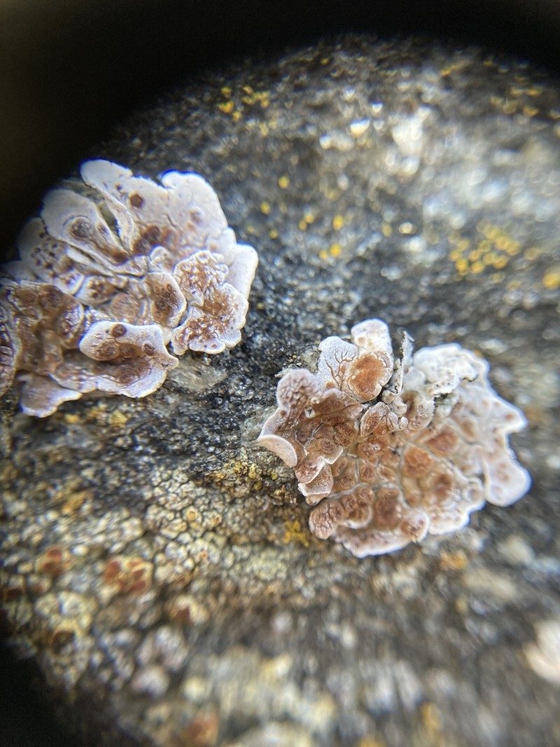 Glypholecia Lichen photo 2