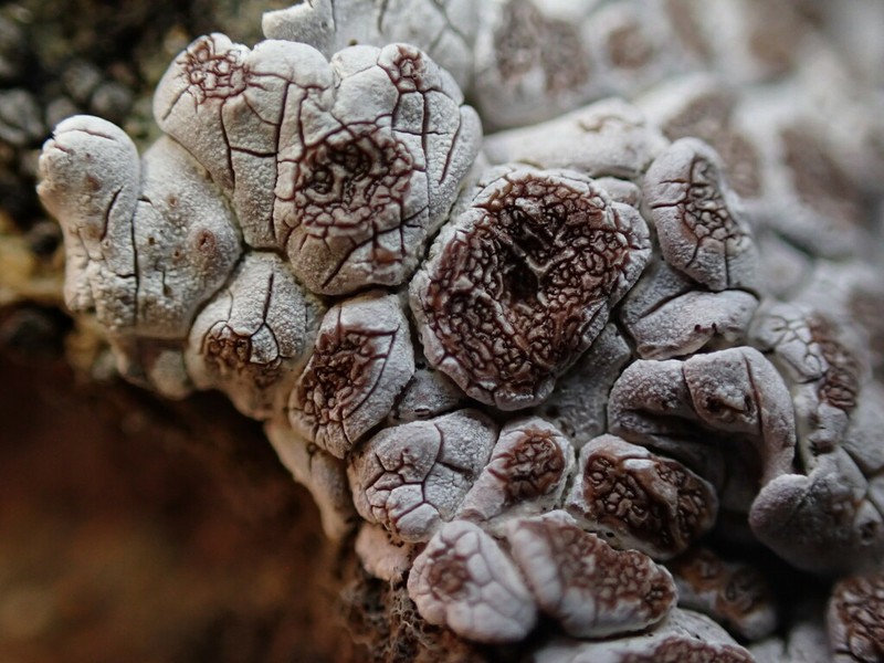 Glypholecia Lichen photo 3
