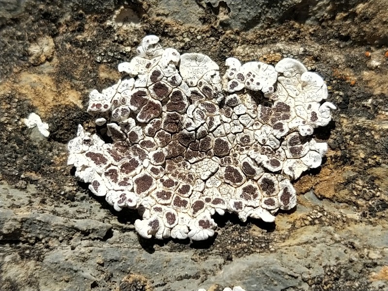 Glypholecia Lichen photo 4