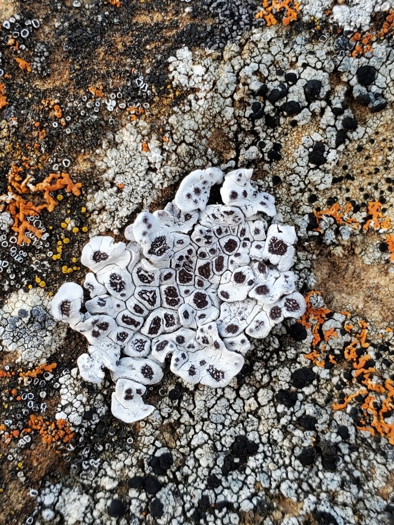 Glypholecia Lichen photo 5