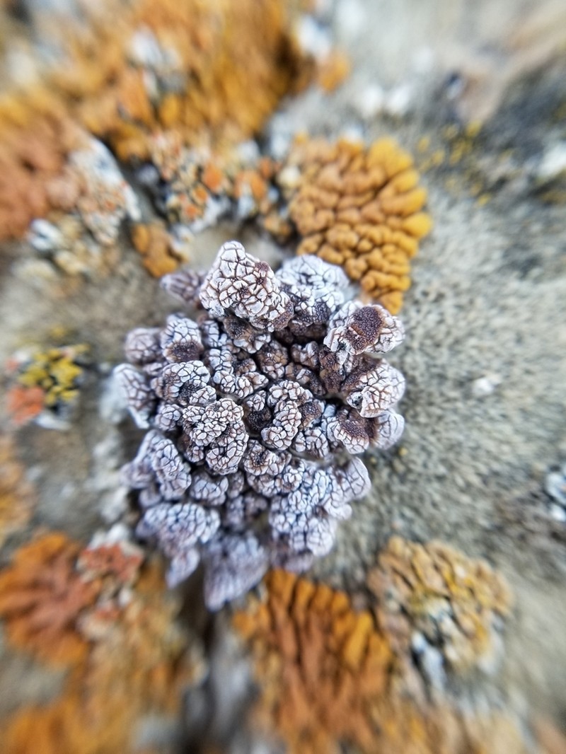 Glypholecia Lichen photo 6