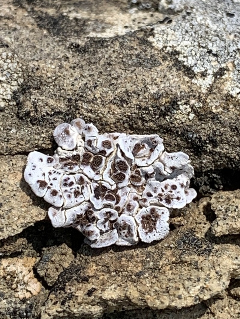 Glypholecia Lichen photo 7