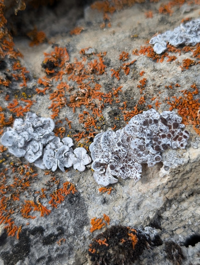 Glypholecia Lichen photo 8