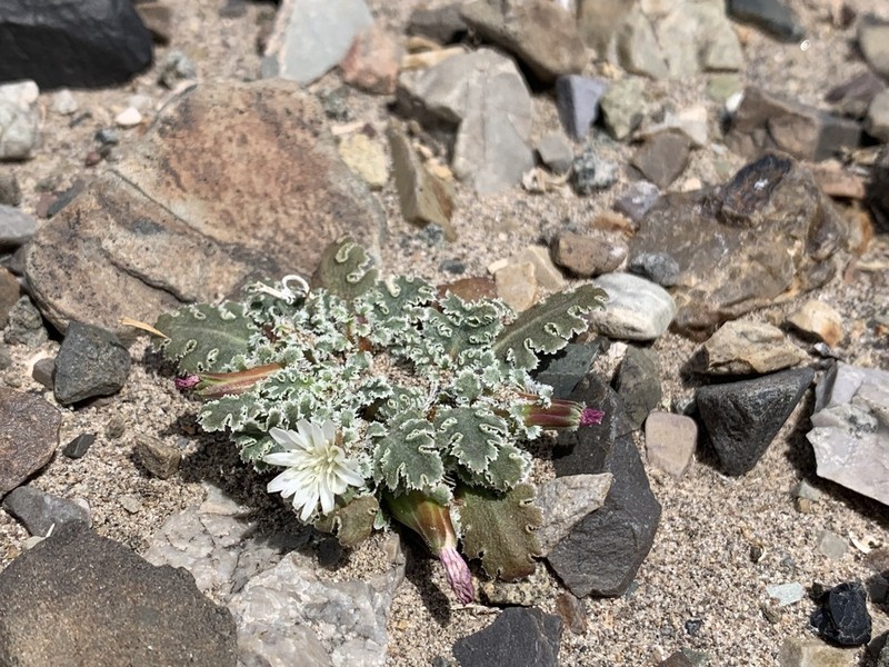 Carveseed