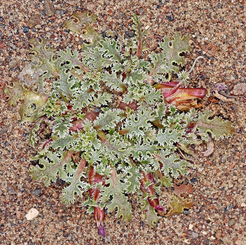 Carveseed photo 2
