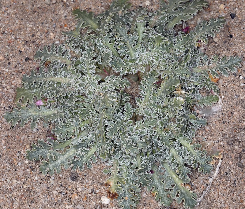 Carveseed photo 3