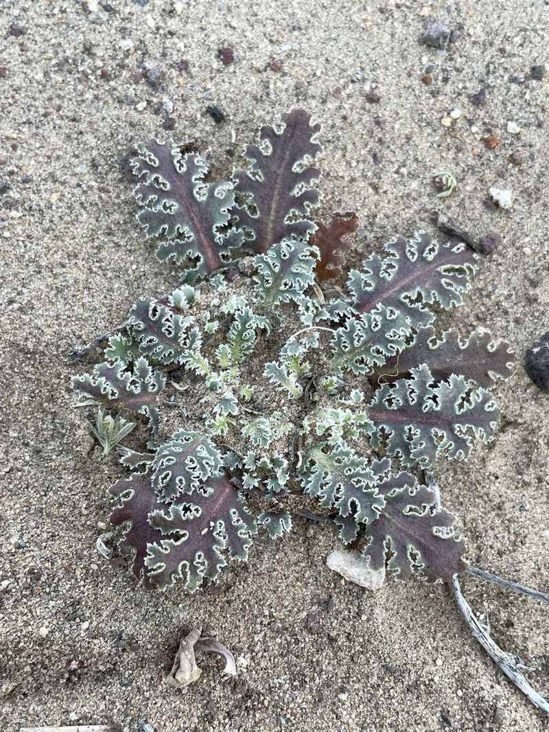 Carveseed photo 4