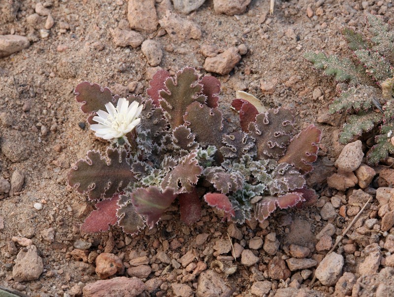 Carveseed photo 5