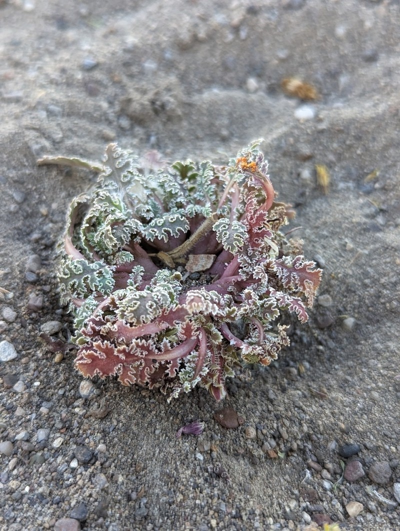 Carveseed photo 6