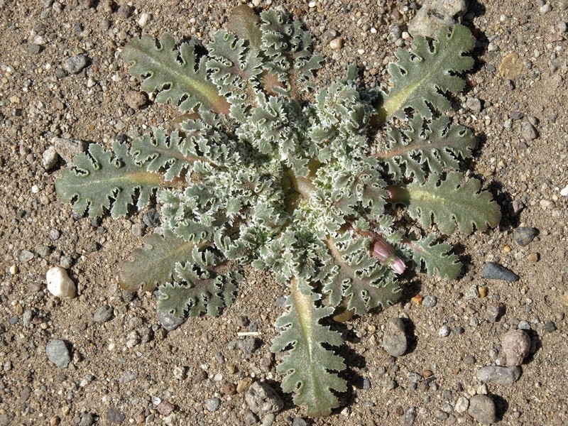 Carveseed photo 7