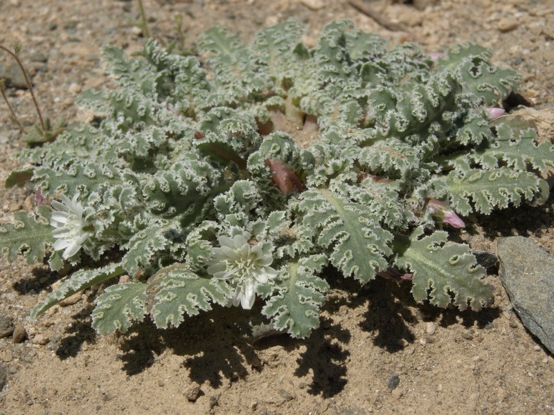 Carveseed photo 8