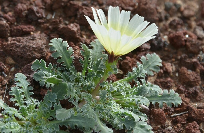 Holy Dandelion photo 2