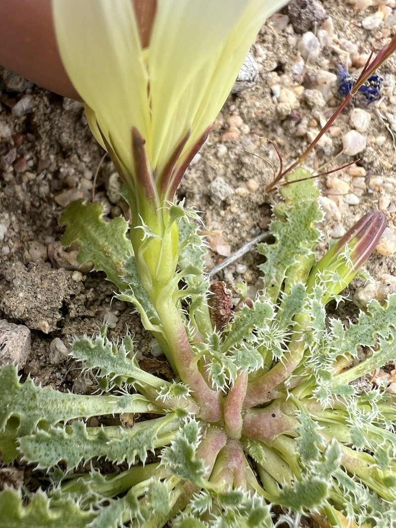 Holy Dandelion photo 4