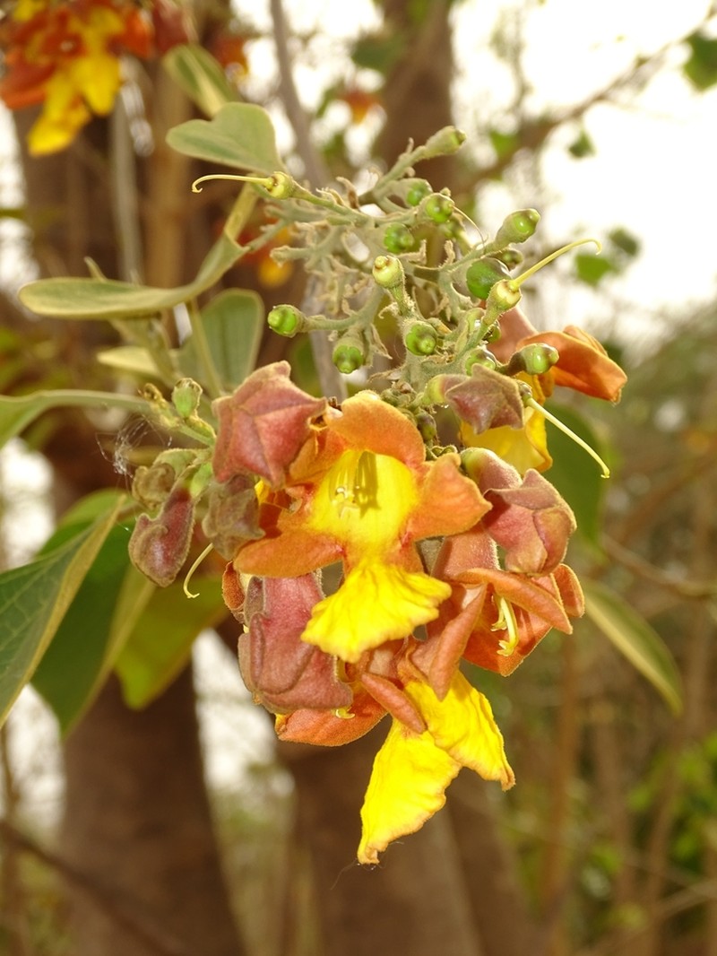Gumhar photo 2