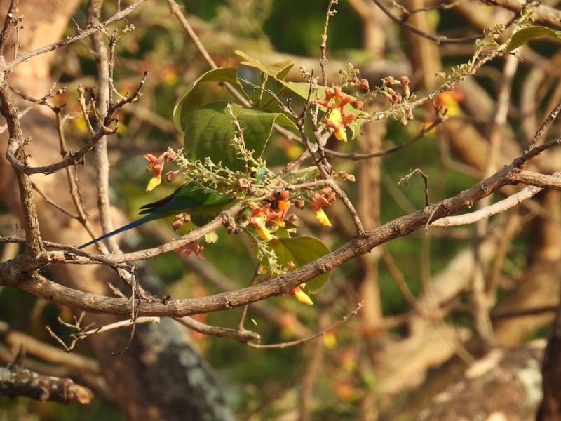 Gumhar photo 4