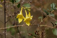 Asian Bushbeech