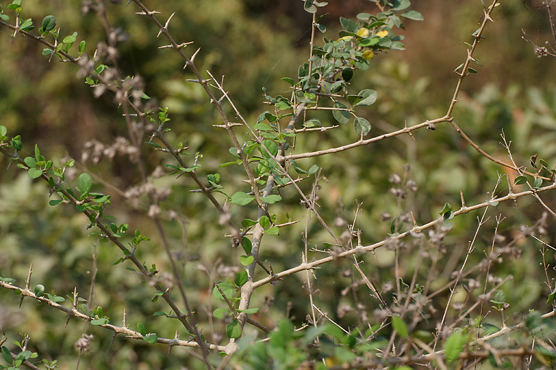 Asian Bushbeech photo 6