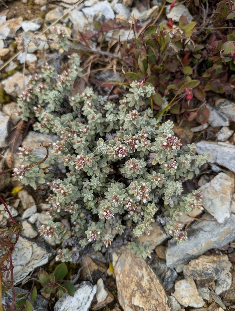 Gnaphaliothamnus aecidiocephalus