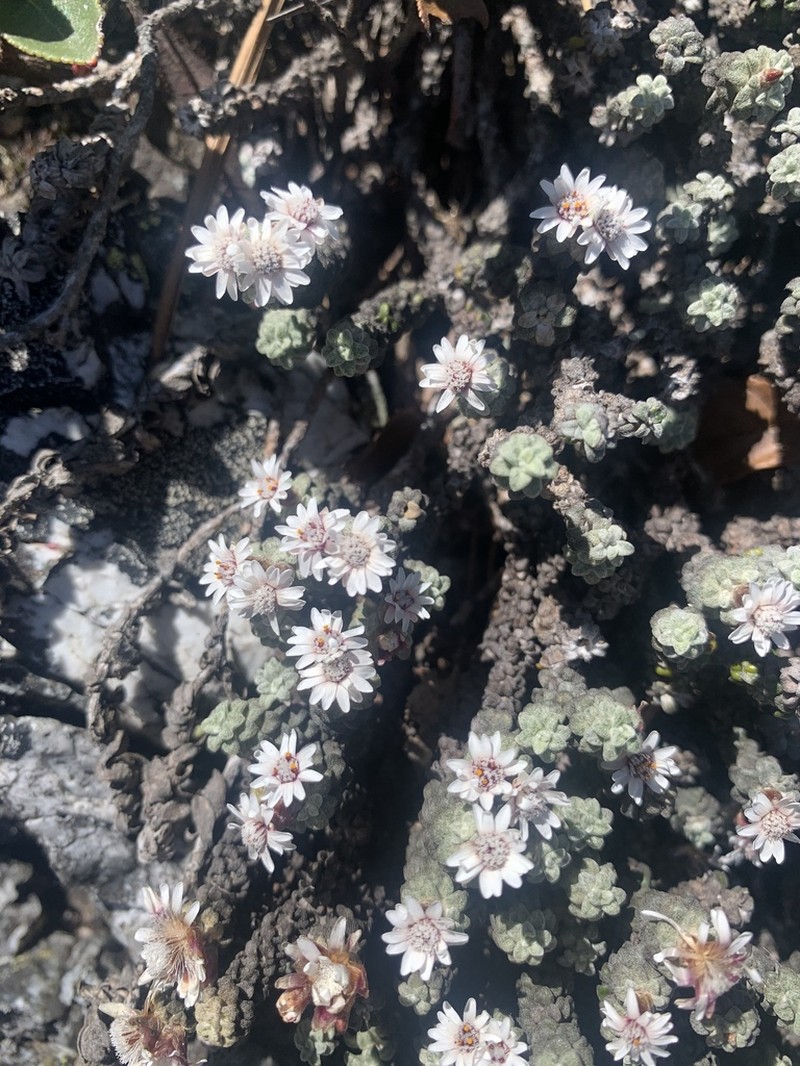 Gnaphaliothamnus aecidiocephalus photo 2